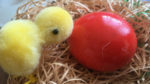 kuřátko a červené vejce